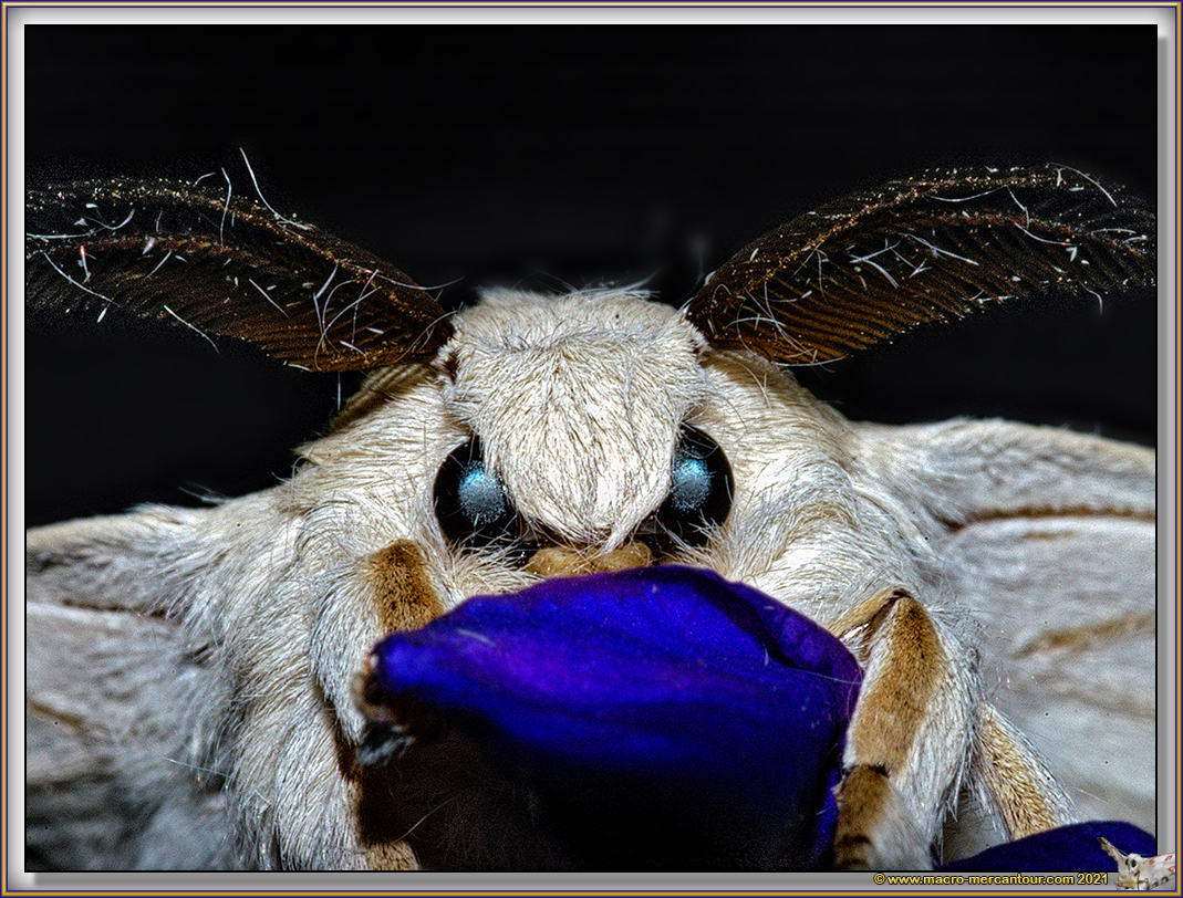 Bombyx